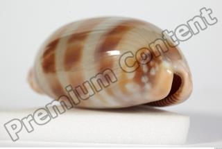 Seashell 0056